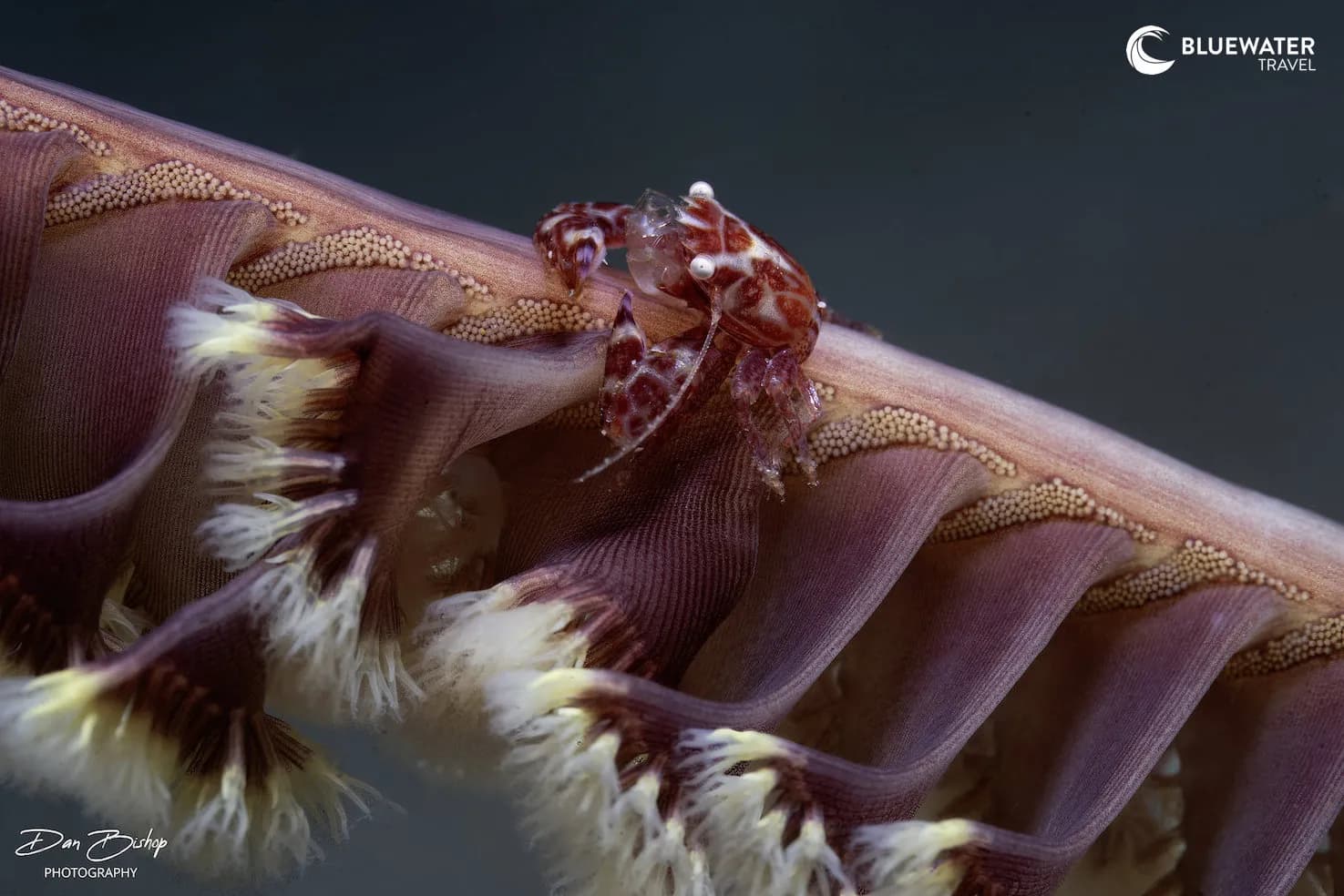 Macro life in Anilao