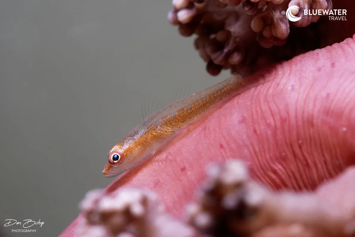 Macro life in Anilao