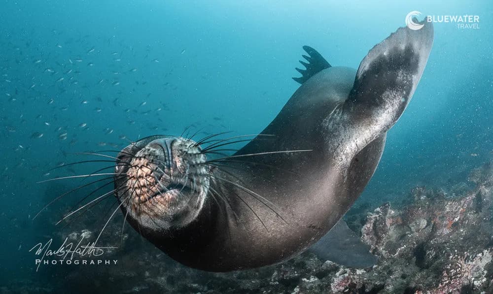 A sea lion does summersaults underwater