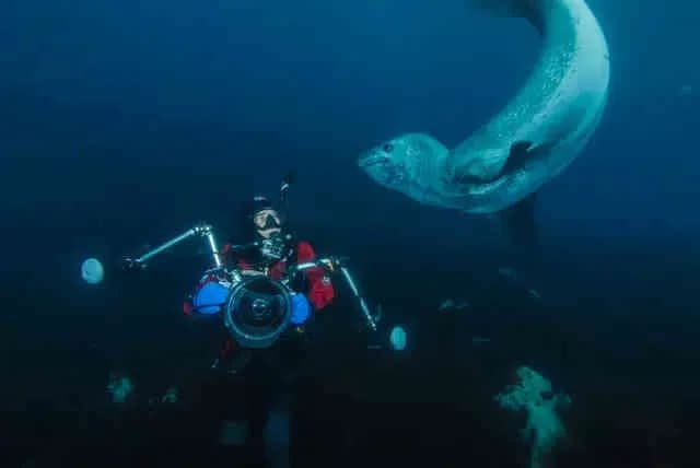 A close encounter with a leopard seal