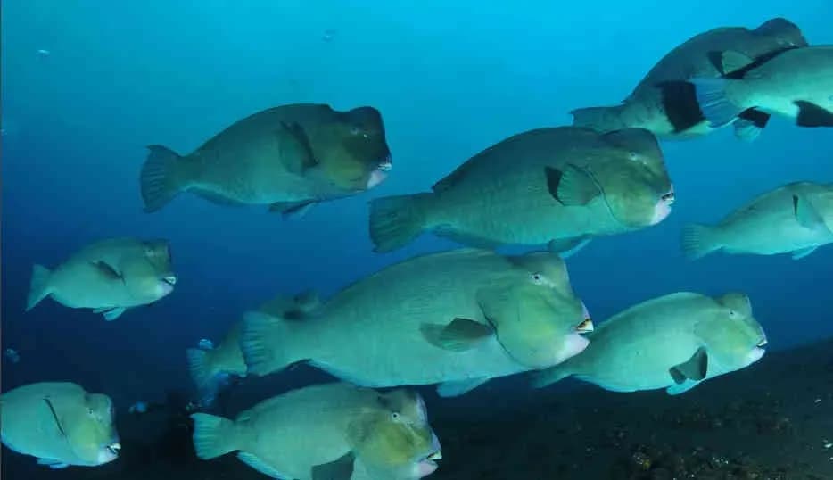 A school of bumphead parrotfish