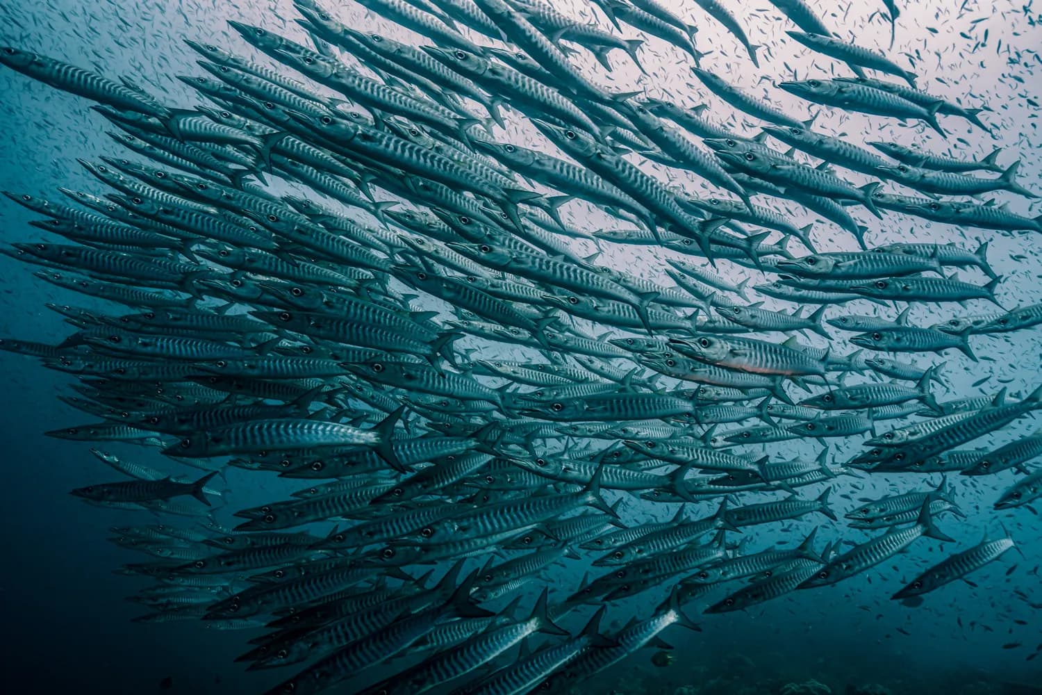 large school of barracuda