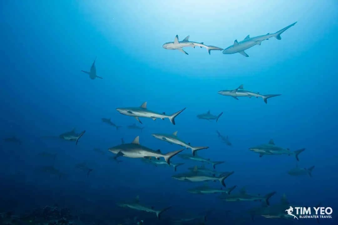 Sharks in Fakarava