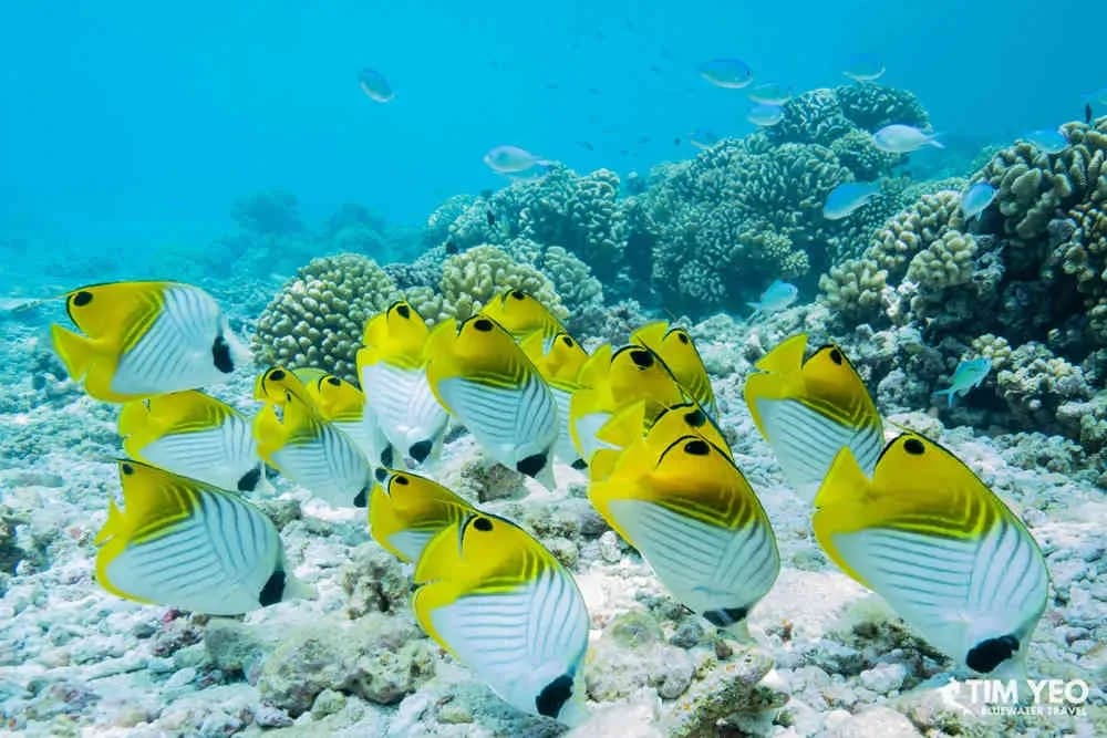 A school of fish near the ocean floor