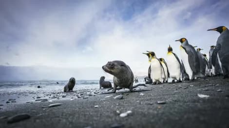 A sea lion surrounded by penguins