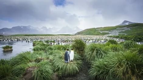Mating penguins and their nests