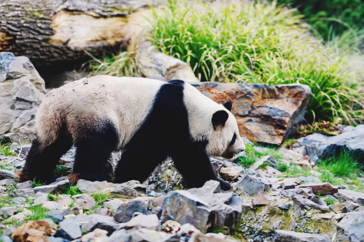 A panda walks across the rocks