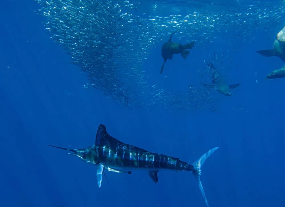 Striped marlins and sea lion hunting together