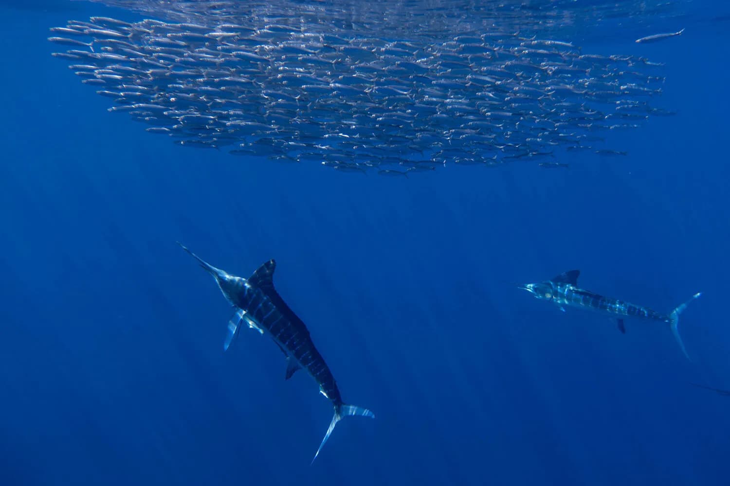 Marlins circle the baitball