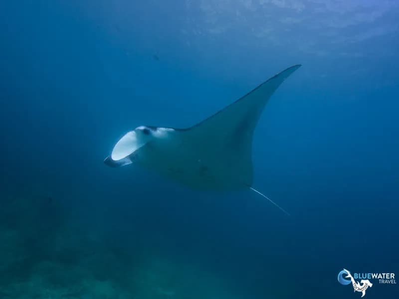 Manta Ray in Komodo