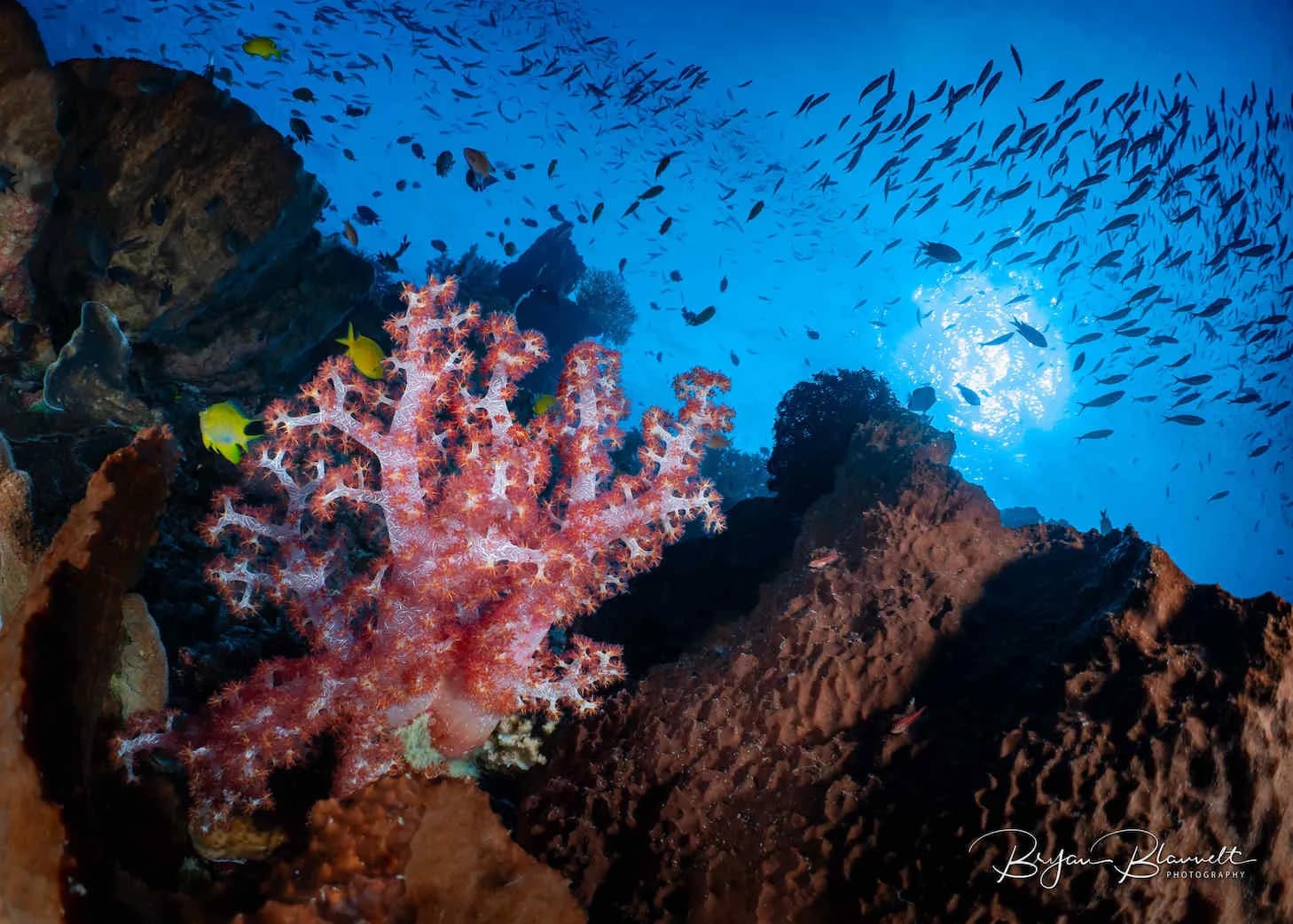 Colorful reefs in Komodo