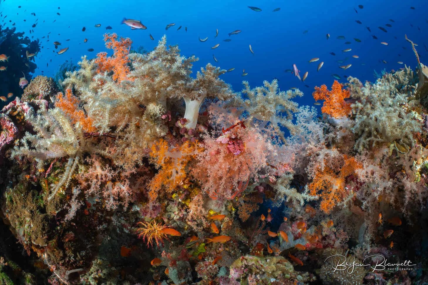 Colorful reefs in Komodo