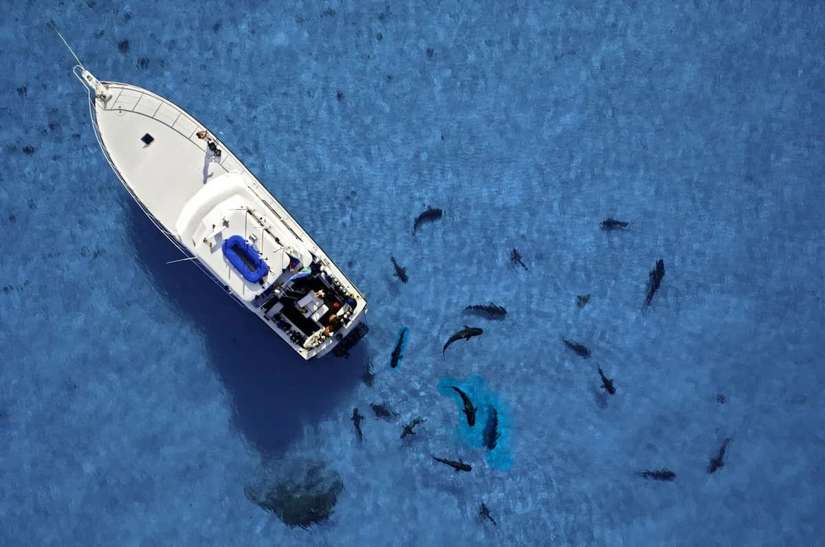 Dive tender aerial view