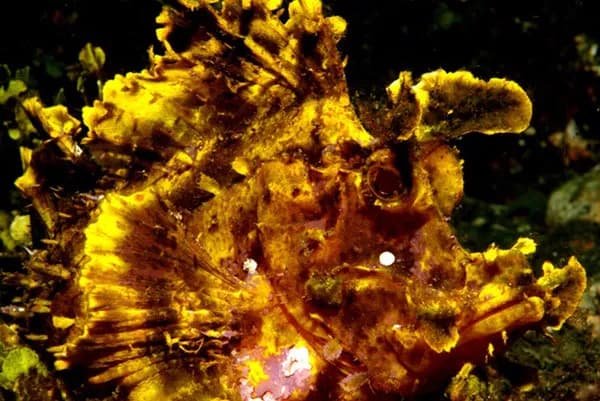 Damai I (Dive Damai Liveaboard)