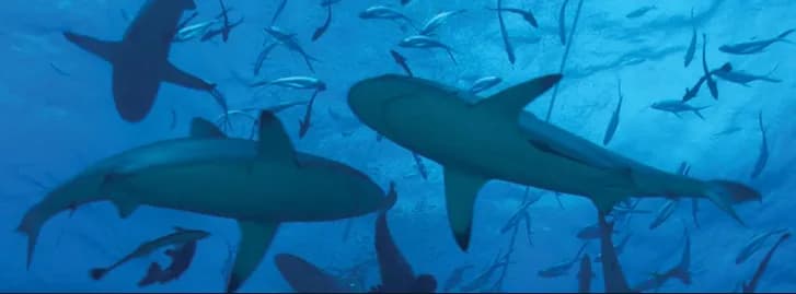 shark diving australia