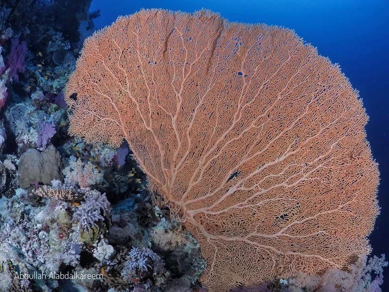 M/Y Almonda Liveaboard