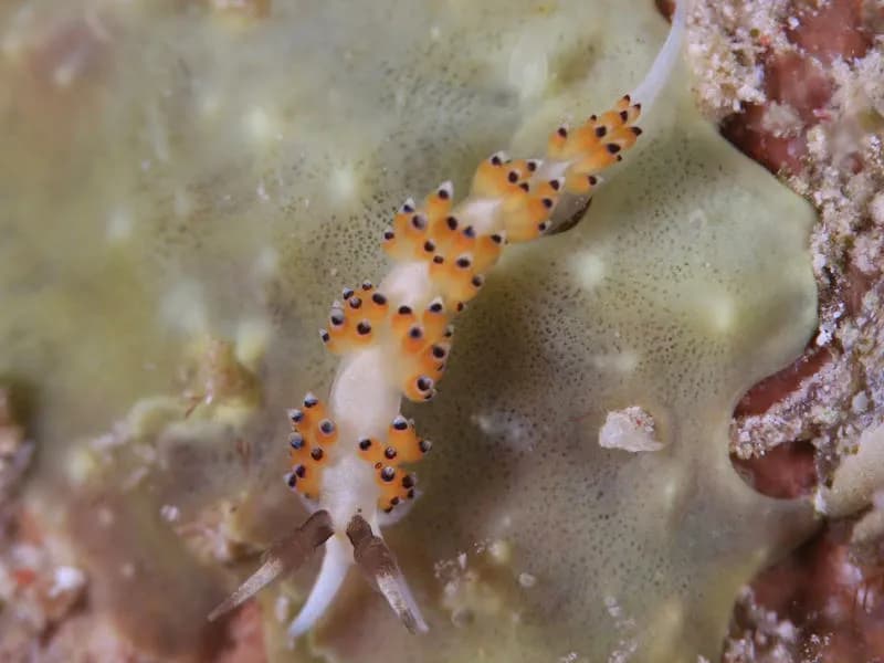 M/Y Almonda Liveaboard