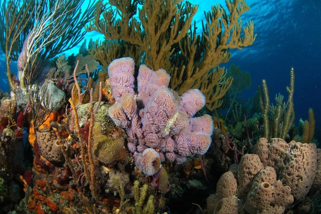 Coral reef in the Bahamas