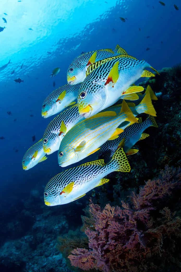 Colorful fish swim by