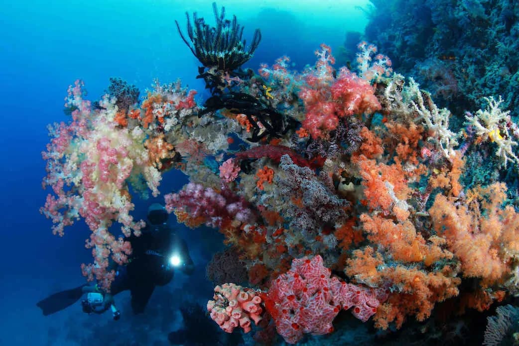 Corals give off the brightest color