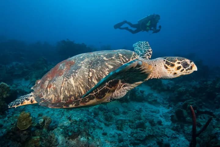TURKS AND CAICOS EXPLORER II