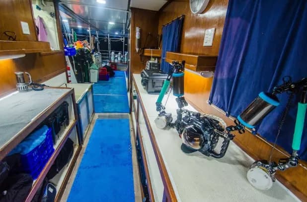 The Smiling Seahorse