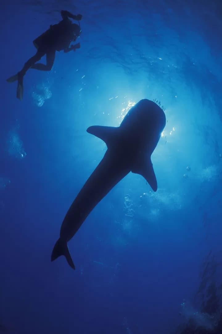 whale shark diving