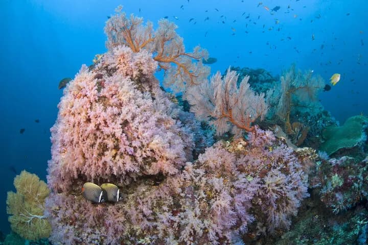 scuba diving thailand