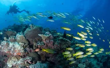 MV Spoilsport (Mike Ball Dive Expeditions)