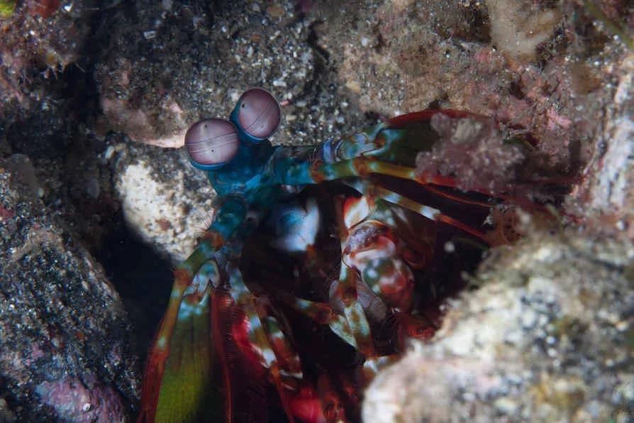 A peacock mantis shrimp at a dive site near Alor Tanapi Dive Resort.