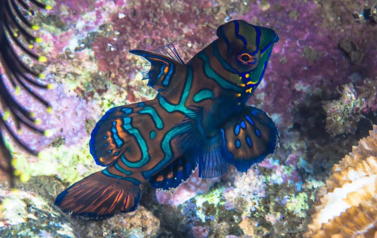 A mandarin fish seen while diving at Alor Tanapi Dive Resort.